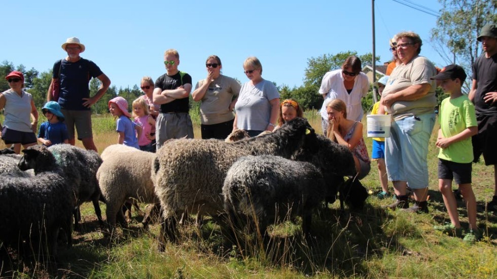 Besökarna fick uppleva fåren på riktigt nära avstånd.