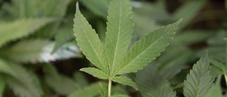 Cannabisodling i skogen beslagtogs