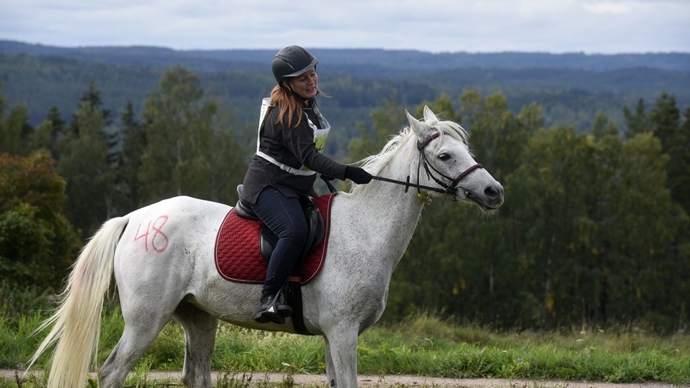 Under veterinärkontrollen tas pulsen och hästen kollas så allt är väl och ingen hälta markeras.