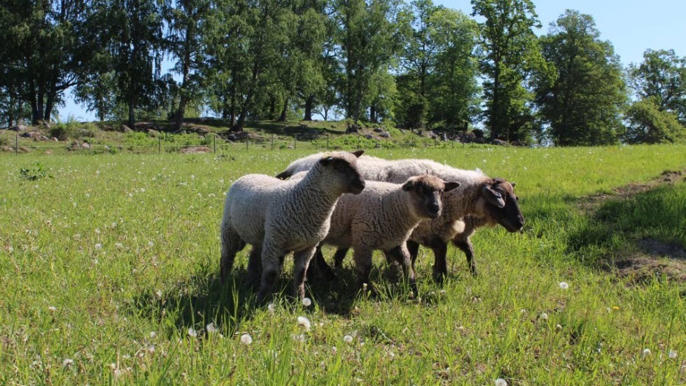 Några av gårdens får på väg in i skuggan till de andra.