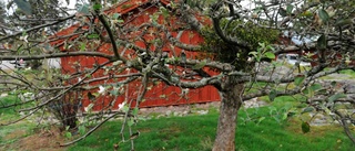 Här står äppelträdet i blom - i oktober