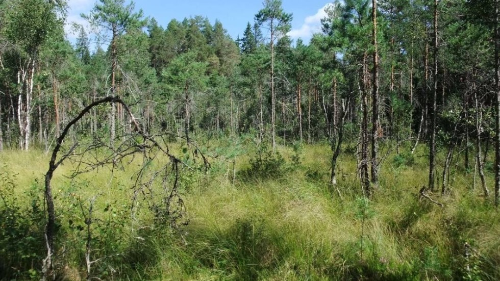 Den ovanliga naturtypen rikkärr har hittats på flera ställen i Vimmerby kommun.