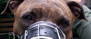 Farliga hundarnas ägare: Dömda för rån, misshandel och knark