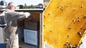 The bees have arrived – have own specially designed roof-top home