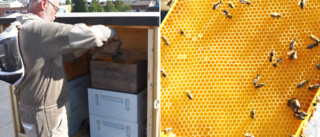 The bees have arrived – have own specially designed roof-top home