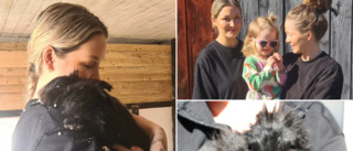 Övergiven kanin kämpar för sitt liv – får hjälp av Lisa och Ellen