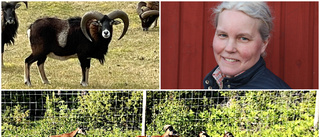 Illegal utsättning av mufflon hotar fårnäringen