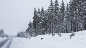 Man åtalas för mord i Vittangi