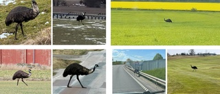 Länsstyrelsen: Inte självklart att ägaren får jaga emun