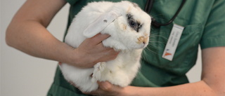 Fler kaniner döda i smittsamma sjukdomen: "Var försiktig" 