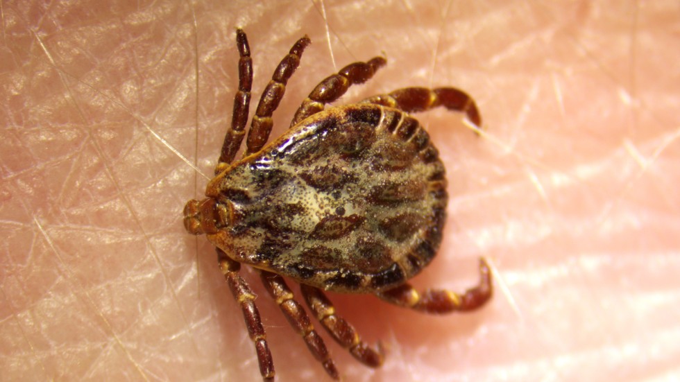 The ornate dog tick is becoming more common and enters the country via dogs that have been abroad for holidays or for competitions and breeding. The tic species exists in countries that have a similar climate to us such as Germany. The ornate dog tick can carry the species of parasite that result in serious disease for dogs (Babesia canis).