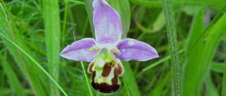 Sällsynt orkidé uppgrävd och utplånad