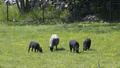 Övergivna får utan ägare har omhändertagits i Sankt Anna