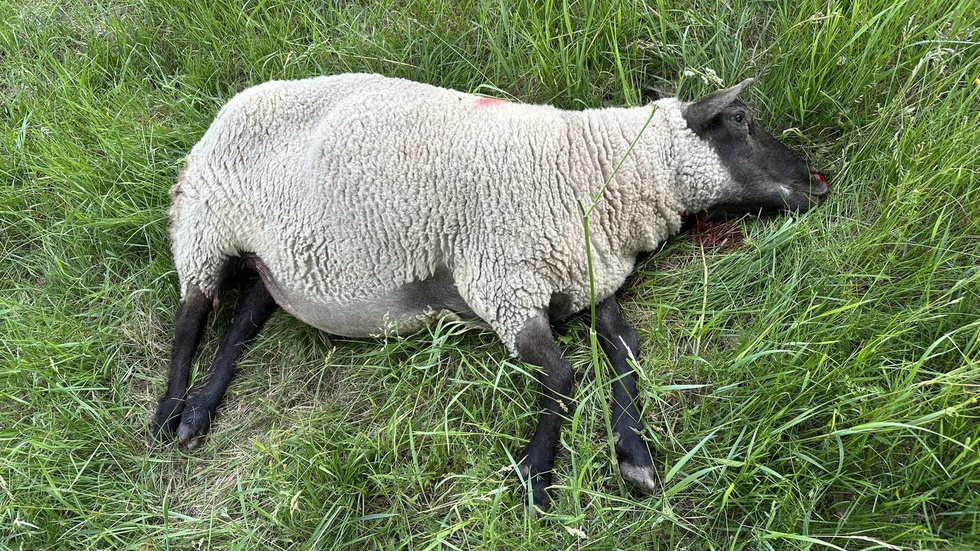 Vargdödat får. I detta fall i Östergötland, där vargarna är mindre vanliga än de blivit i Sörmland. 