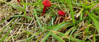 Läsarbild: Naturens egen godisfabrik