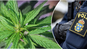 Inlandsbo odlade cannabis i källaren – döms till böter