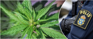 Inlandsbo odlade cannabis i källaren – döms till böter