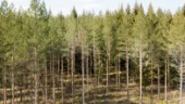 Ny strategi för att skydda skogarna