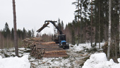Nya bostadsområdet i Skellefteå: Skogen huggs ner