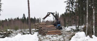 Nya bostadsområdet i Skellefteå: Skogen huggs ner