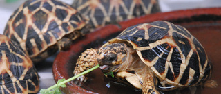 400 sköldpaddor räddade – smugglades av "Ninja turtle gang"