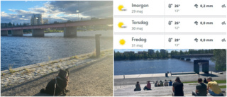 SMHI: Därför är sommaren varmare i Skellefteå än i Umeå