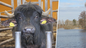 Vattenchocken: Bufflarnas mat helt dränkt