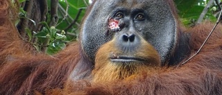 Vild apa lyckades behandla sitt eget sår