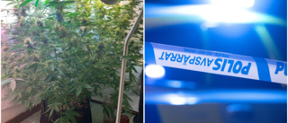 Cannabisodling avslöjad i lägenhet: "Gillar att odla och hittade ett frö"