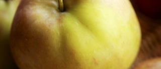 Dags för Äppelfesten – knasiga äpplen efterlyses