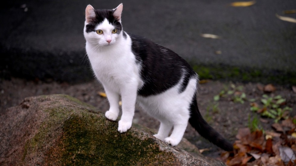 Jag vill gärna se en ökad status på katter och kattliv, skriver Conny Jakobsson Ute i Bergshammar.


