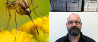 Forskare har hittat "extremt mycket" aggressiva mygg längs Gotlands kust