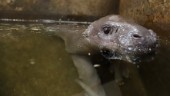 Bebislycka på Parken Zoo – dvärgflodhästen Ooni är född: "Vi är jätteglada"