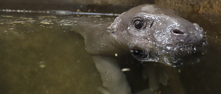 Bebislycka på Parken Zoo – dvärgflodhästen Ooni är född: "Vi är jätteglada"