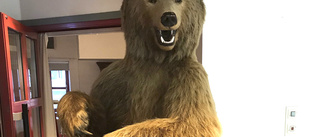 Uppstoppad björn stals från museum i Rättvik