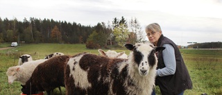 Fårtrenden har vänt • Kerstin i Gamleby hoppas att fler väljer hennes väg: "De är duktiga naturskötare"
