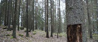 Skogslandskapet ska bevaras med ansvar