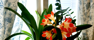 Blommande clivia i Kalix      