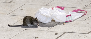 Råttorna frodas under pandemin