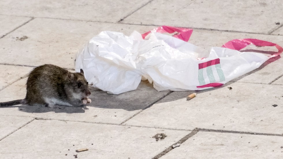 Antalet råttsaneringar har ökat under pandemin. På bilden en råtta på Sergels torg i Stockholm för några år sedan. Stockholm.