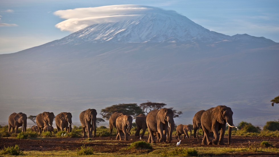 Elefanter i nationalparken Amboseli i södra Kenya. Arkivbild.