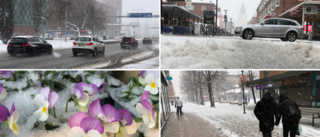 Våren kom av sig: Se när snöstormen drar fram över Skellefteå