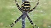 Else-Marie hittade sydeuropeisk spindel på altanen i Råby – "Spindlar får gärna bo hos mig" 