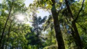 Svenska kyrkan en markägare som sköter sina skogar bra