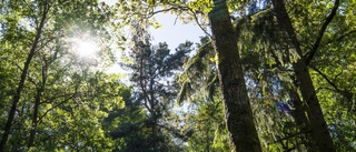 Svenska kyrkan en markägare som sköter sina skogar bra