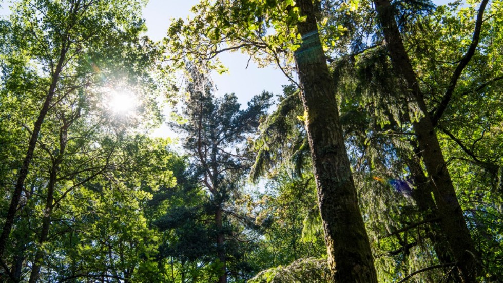 Svenska kyrkan har avsatt 6 047 hektar för naturvårdsändamål. Det ger en naturvårdsareal på 15 procent av den brukade marken, skriver bland andra Lars Sandberg, ordförande i Luleå stifts egendoms- och förvaltningsutskott.
