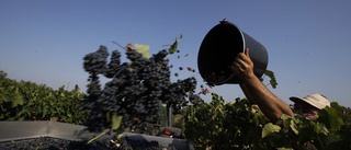Dåliga arbetsvillkor på italienska vingårdar