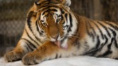Dramatisk jakt: "Tigern kom rakt mot oss"