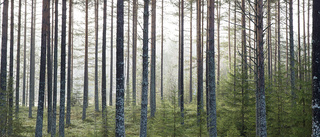 Klimatkrisen: Vi kan tacka skogen – men den måste brukas