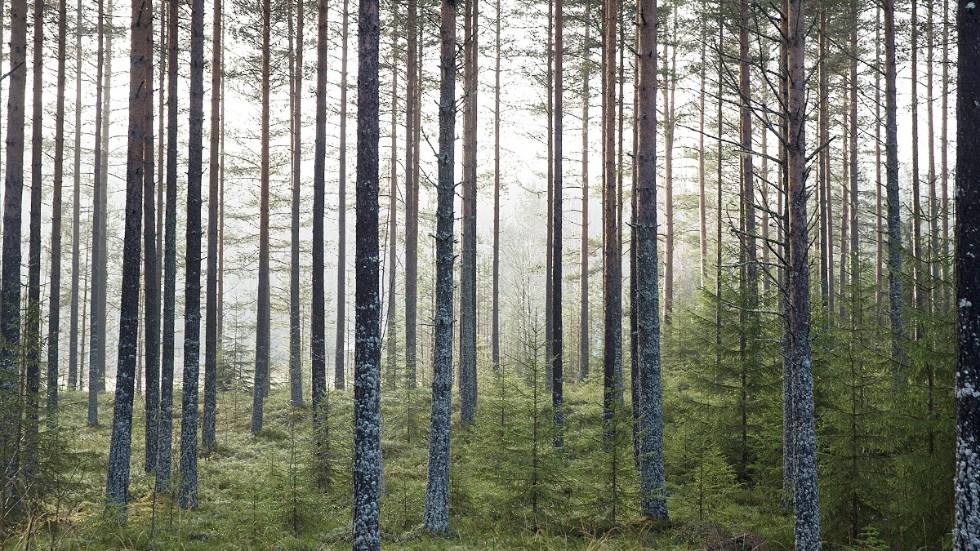 Skogsbruket kan hjälpa oss i klimatarbetet, menar skribenten.